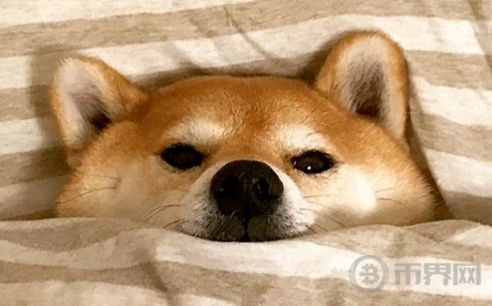 “狂热的谷歌币价格激增21% 目标1美元”